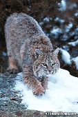 Bobcat walking on snow-covered rock