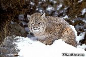 Bobcat on snowy rock