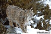 Bobcat on snow-covered rock