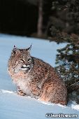 Bobcat in snow