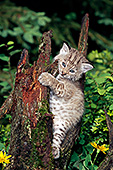 Bobcat kitten climbing on a stump