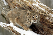 Bobcat portrait (winter)