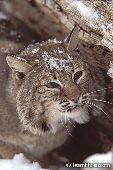 Bobcat portrait (winter)