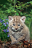 Bobcat kitten on a tree stump