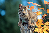 Bobcat kitten on a snag