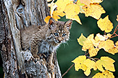 Bobcat kitten in a tree