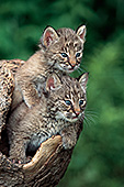 Bobcat kittens in a hollow log