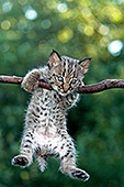 Bobcat kitten hanging from a branch