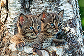 Pair of bobcat kittens in a tree hollow