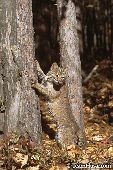 Young bobcat standing up against a tree (autumn)