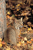 Young bobcat standing by a tree (autumn)