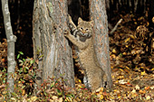 Young bobcat standing up against a tree (autumn)