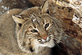 Bobcat portrait