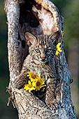 Bobcat kitten in a hollow tree