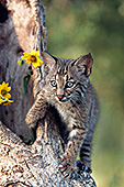 Bobcat kitten climbing on a snag