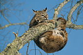 Bobcat struggling to hang on to a tree branch