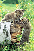 Bobcat kittens climbing on a birch log