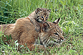 Bobcat kitten climbing on its mother