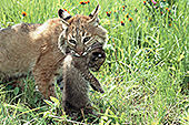 Bobcat mom carrying her kitten