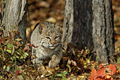 Young bobcat in a forest (autumn)