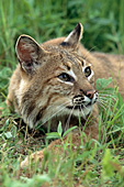 Bobcat lying in the grass