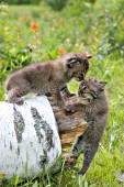 Bobcat kittens playing on a birch log