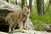 Young bobcat on a boulder (spring)