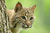 Bobcat portrait