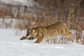 Bobcat running in snow