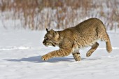 Bobcat running in snow