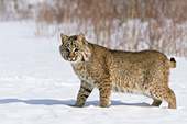 Bobcat in snow