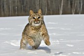 Bobcat running in snow