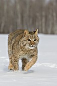 Bobcat running in snow