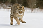 Bobcat running in snow