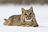 Bobcat in snow