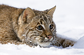 Bobcat in snow