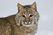 Bobcat portrait (winter)