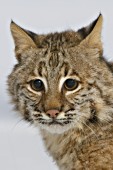 Bobcat portrait (winter)