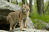 Bobcat portrait (spring)