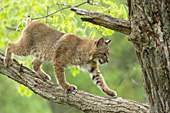 Bobcat in a tree (spring)