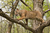 Bobcat in a tree (spring)