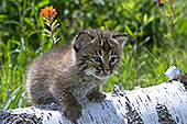 Bobcat kitten on a birch log