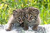 Pair of bobcat kittens on a birch log