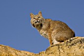 Bobcat on rocks