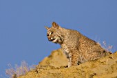 Bobcat on rocks