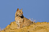 Bobcat on rocks