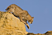 Bobcat climbing on rocks