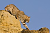 Bobcat climbing on rocks