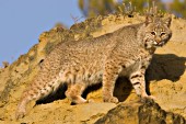 Bobcat on rocks