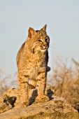 Bobcat on rocks